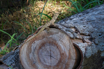 A chameleon perched on a tree