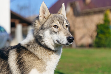 Naklejka na ściany i meble handsome Laika with a serious look. gray-white color with brown