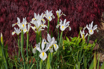 Spring blooms of the dutch iris alaska