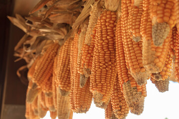 秋に収穫して干してあるトウモロコシ