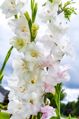 White Gladiolos