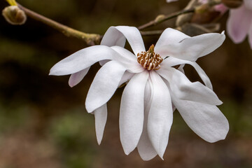 Fototapeta na wymiar Single close up of Magnolia lobeneri Lesley Jane flower in spring