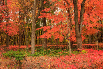 秋の森の美しい紅葉