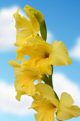 Yellow Gladiolo Blue Sky