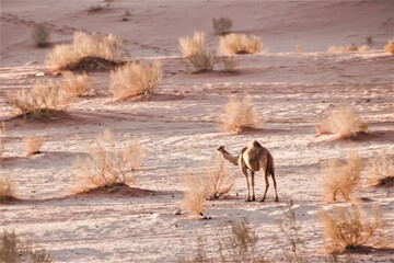 A lonely standing camel walking in the desert of Wadi Rum in Jordan