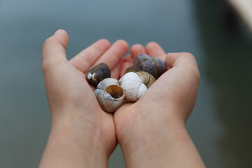 hands holding seashells