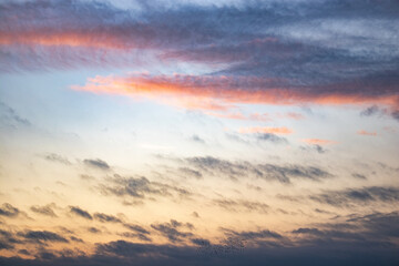 Sunset sky with flying starlings 