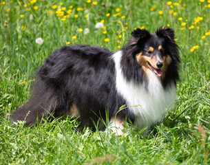 Hübscher Tricolour-Sheltie-Rüde im Frühling