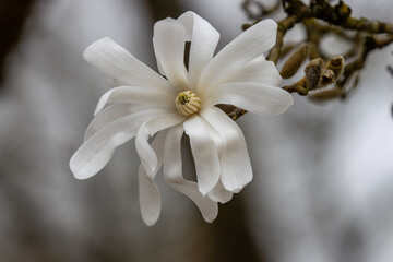 Single pure white Magnolia Stellata Royal Star flower in spring