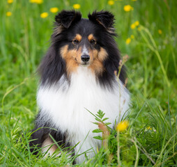 Tricolour-Sheltie-Rüde auf einer Wiese