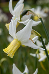 Fototapeta na wymiar Close up of single yellow and white Narcissus Jenny in spring
