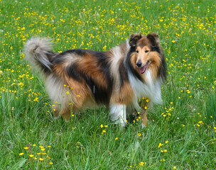 Dark-sable Collie-Hund spielt in einer Wiese