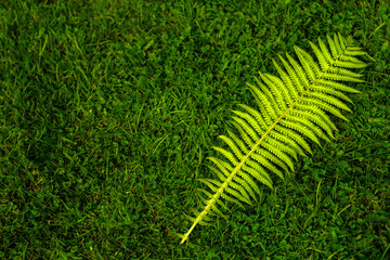A large green fern leaf lies on the ground in the grass