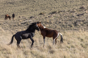 Wild Horse Stallions Fighting in the Utah Desert