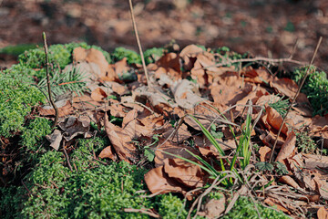 mushrooms on the ground