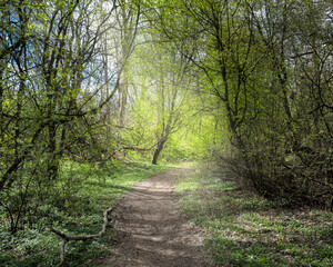 Mud path through desne forest in gothenburg, sweden