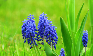 drobne, niebieskie, wiosenne kwiaty w grupie