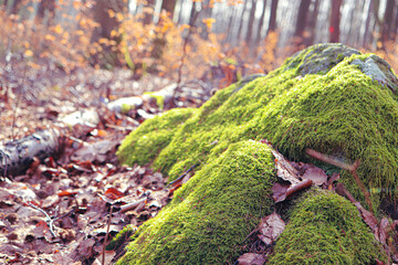 moss on the tree