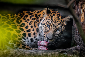 Amur leopard