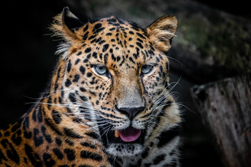 Amur leopard