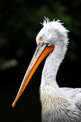 Detail of pelican