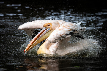 Knocking pelican