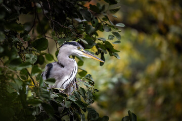 Watching heron