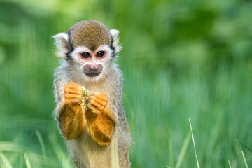 Common squirrel monkey in the grass