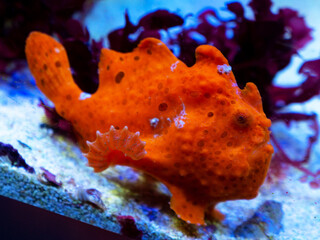 red orange fish underwater in aquarium