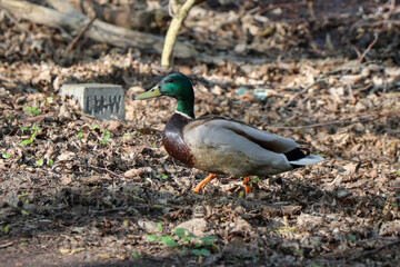 dzika kaczka spacerująca w lesie © Piotr
