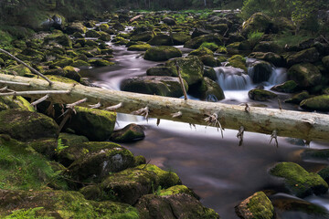 Mountain river flowing through the green forest with tree in front