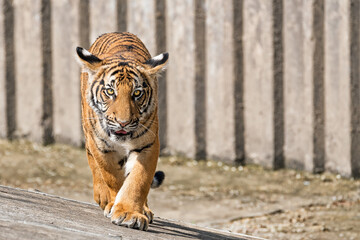 Fototapeta premium Portrait of a male tiger.