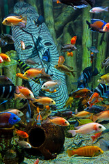 Colorful tropical fish and marine life underwater