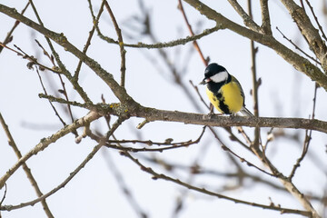 Great tit birds eating sunflower seeds from dry flower in a autumn forest.
