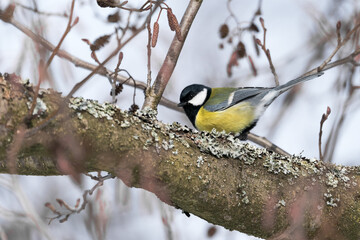 great tit on a branch