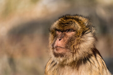 Obraz premium Close up portrait of a wild monkey, a Barbary Macaque.