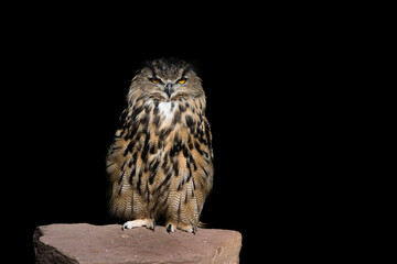 An upright portrait of an eagle owl standing on a post rock forward with large orange eyes staring set against a black background