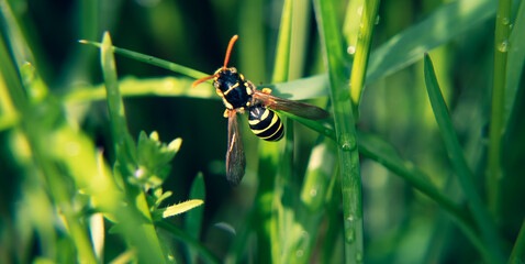 Osa  Wasp © Magical moments