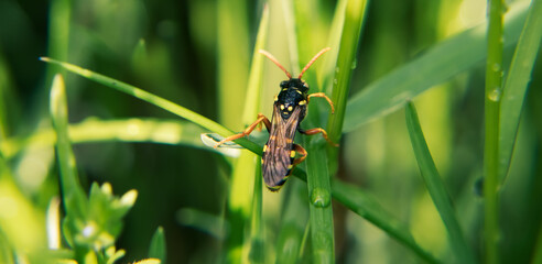 Osa  Wasp