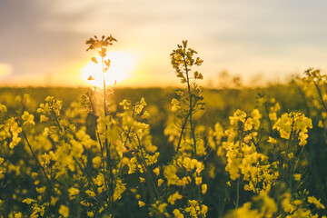 Obraz premium Sonnenaufgang Dorf