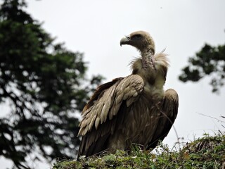 white tailed eagle