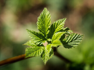 The first young raspberry leaves. Close-up of new leaves. Raspberry leaves in spring. Young leaves of raspberry on the nature in the forest. Blurred background.