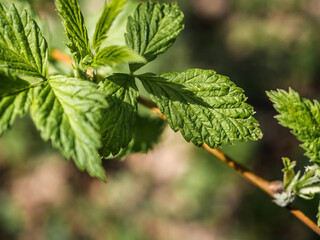 The first young raspberry leaves. Close-up of new leaves. Raspberry leaves in spring. Young leaves of raspberry on the nature in the forest. Blurred background. View from above