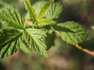 The first young raspberry leaves. Close-up of new leaves. Raspberry leaves in spring. Young leaves of raspberry on the nature in the forest. Blurred background. View from above