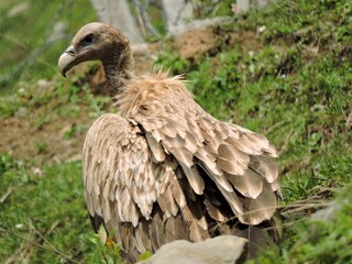 red tailed hawk