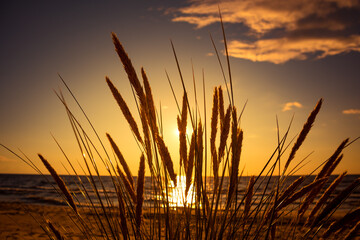 Beautiful beach grass at the Baltic sea during sunset hours. Seaside scenery in Northern Europe.