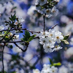 blooming tree