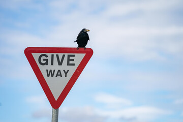 A sign on the road says “GIVE WAY” with raven sitting on.