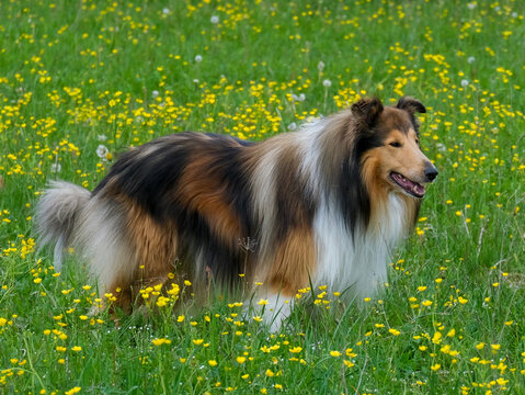 Dark-sable Collie-R&uuml;de in einer Fr&uuml;hlingswiese