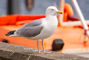 A spring 3 shot HDR image of a European Herring Gull, Larus argentatus, standing on a harbour wall at Carradale, Kintyre, Scotland